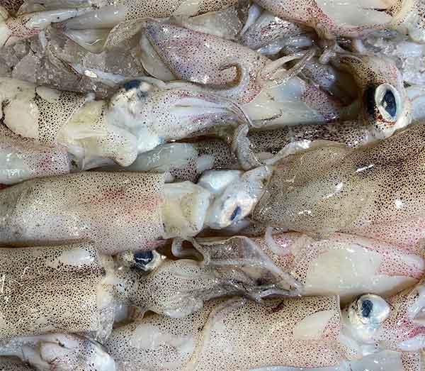 Frozen Seafood - Food Nation